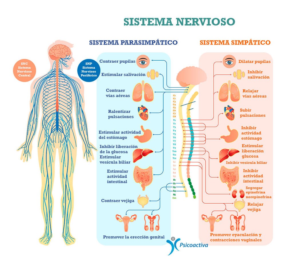 Sistema nervioso simpÃ¡tico parasimpÃ¡tico