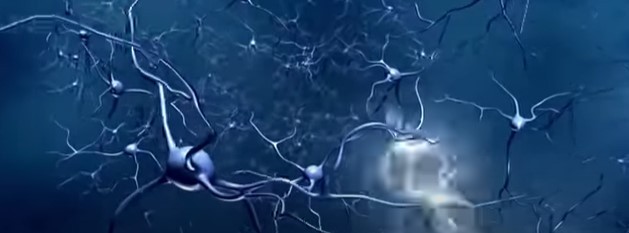 las neuronas