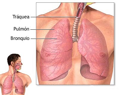 Tracto respiratorio inferior