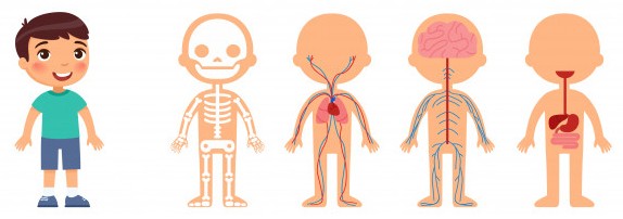 el cuerpo humano para niños