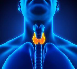 glandula tiroides