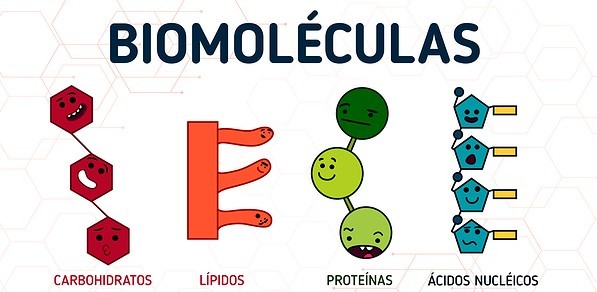 lípidos proteínas carbohidratos y ácidos nucleicos